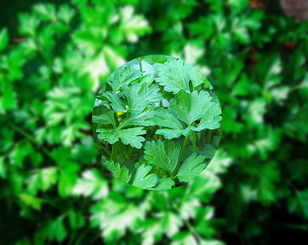 イタリアンパセリ